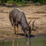 Nyala (Tragelaphus angasii) - Male @ Mkuze Game Reserve, South Africa. Photo: Håvard Rosenlund