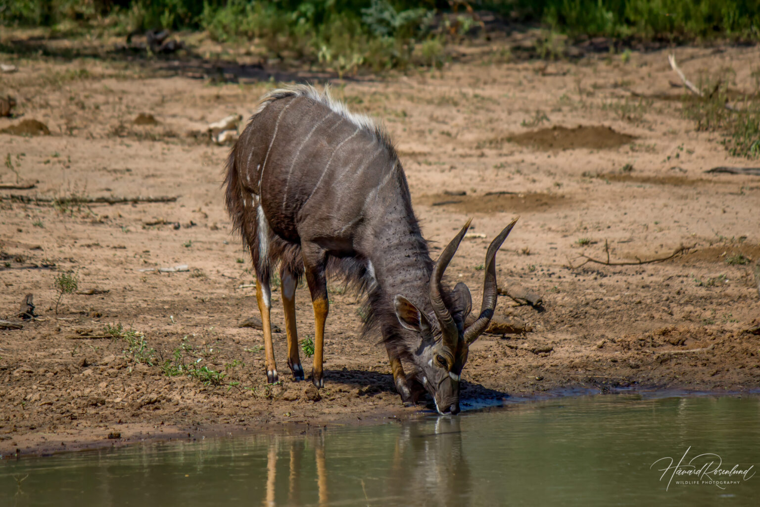 Nyala (Tragelaphus angasii) - Male @ Mkuze Game Reserve, South Africa. Photo: Håvard Rosenlund