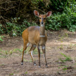 Sørlig Skriftantilope (Tragelaphus sylvaticus) @ Cape Vidal – iSimangaliso Wetland Park, Sør-Afrika. Foto: Håvard Rosenlund