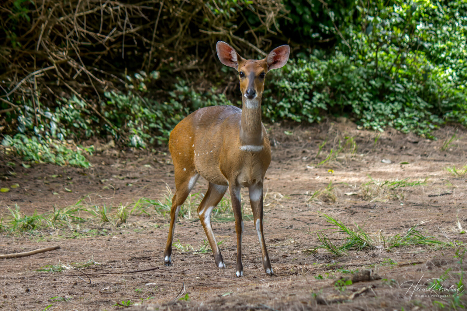 Sørlig Skriftantilope (Tragelaphus sylvaticus) @ Cape Vidal – iSimangaliso Wetland Park, Sør-Afrika. Foto: Håvard Rosenlund