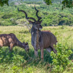 Stor Kudu (Tragelaphus strepsiceros) @ Eastern Shores - iSimangaliso Wetland Park, Sør-Afrika. Foto: Håvard Rosenlund