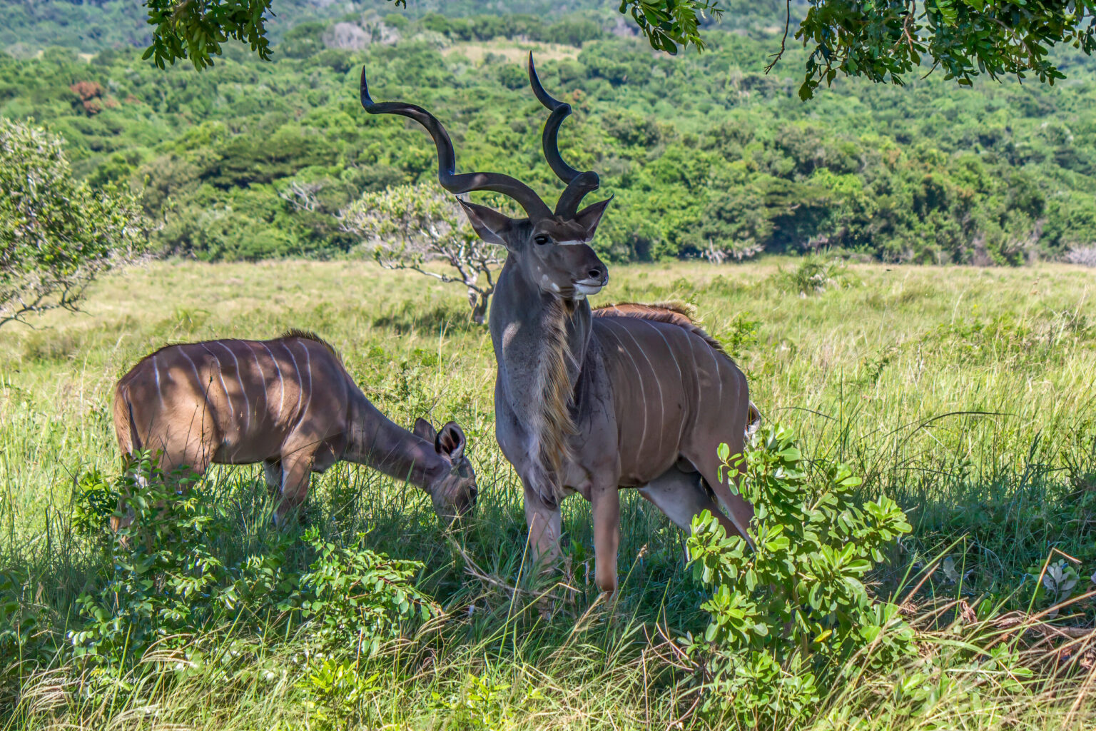 Stor Kudu (Tragelaphus strepsiceros) @ Eastern Shores - iSimangaliso Wetland Park, Sør-Afrika. Foto: Håvard Rosenlund