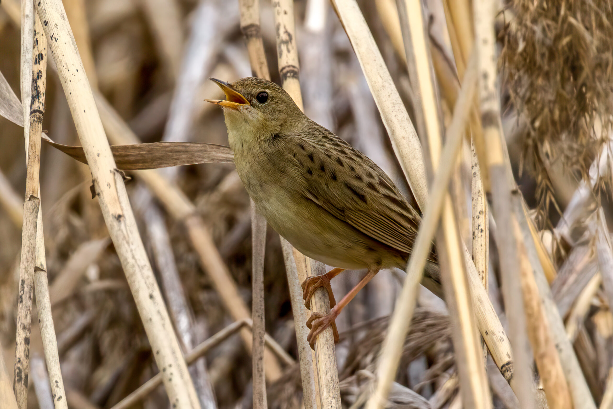 Gresshoppesanger (Locustella naevia) @ Fornebu. Foto: Håvard Rosenlund