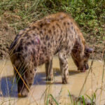 Spotted Hyena (Crocuta crocuta) @ Eastern Shores - iSimangaliso Wetland Park, South Africa. Photo: Håvard Rosenlund