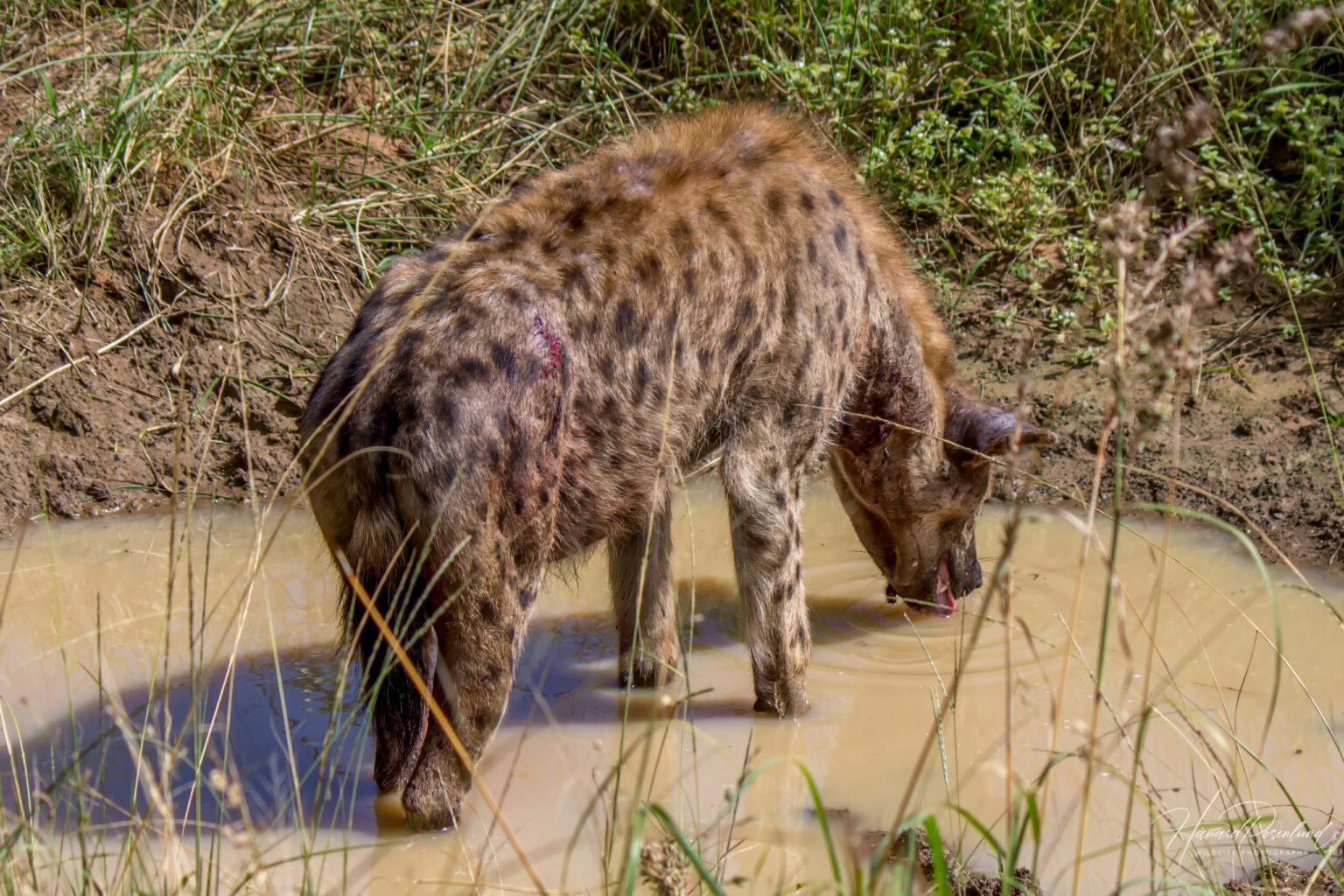 Spotted Hyena (Crocuta crocuta) @ Eastern Shores - iSimangaliso Wetland Park, South Africa. Photo: Håvard Rosenlund