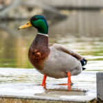 Mallard (Anas platyrhynchos) @ Fornebu, Norway. Photo: Håvard Rosenlund
