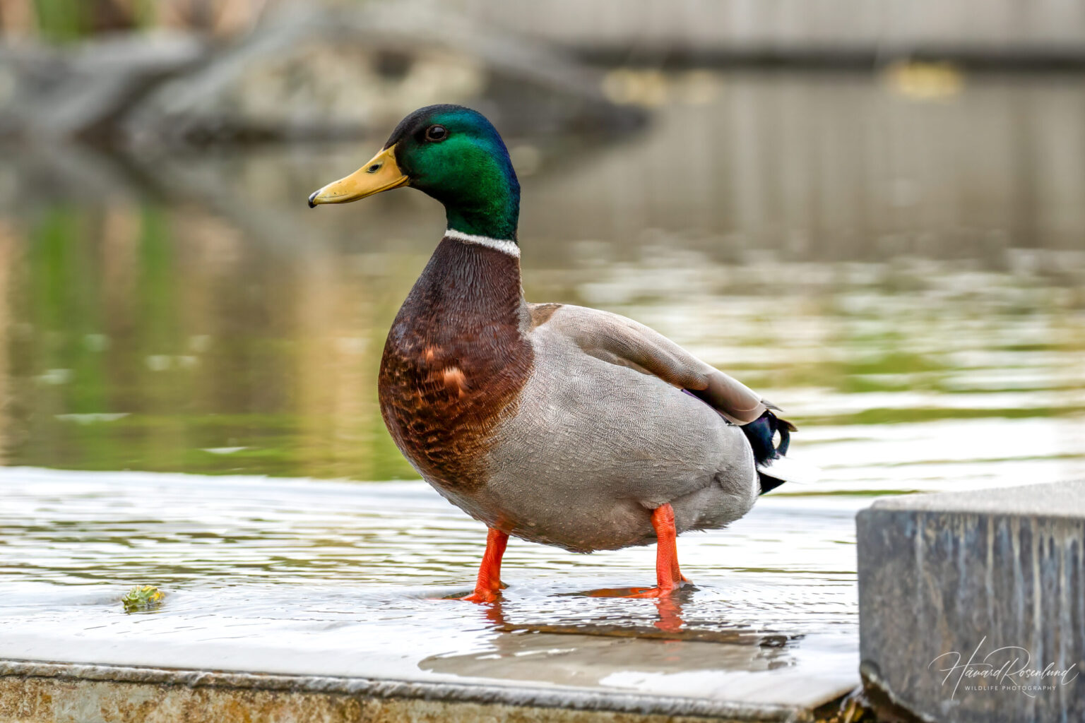 Mallard (Anas platyrhynchos) @ Fornebu, Norway. Photo: Håvard Rosenlund