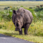 White Rhinoceros (Ceratotherium simum) @ Eastern Shores - iSimangaliso Wetland Park, South Africa. Photo: Håvard Rosenlund