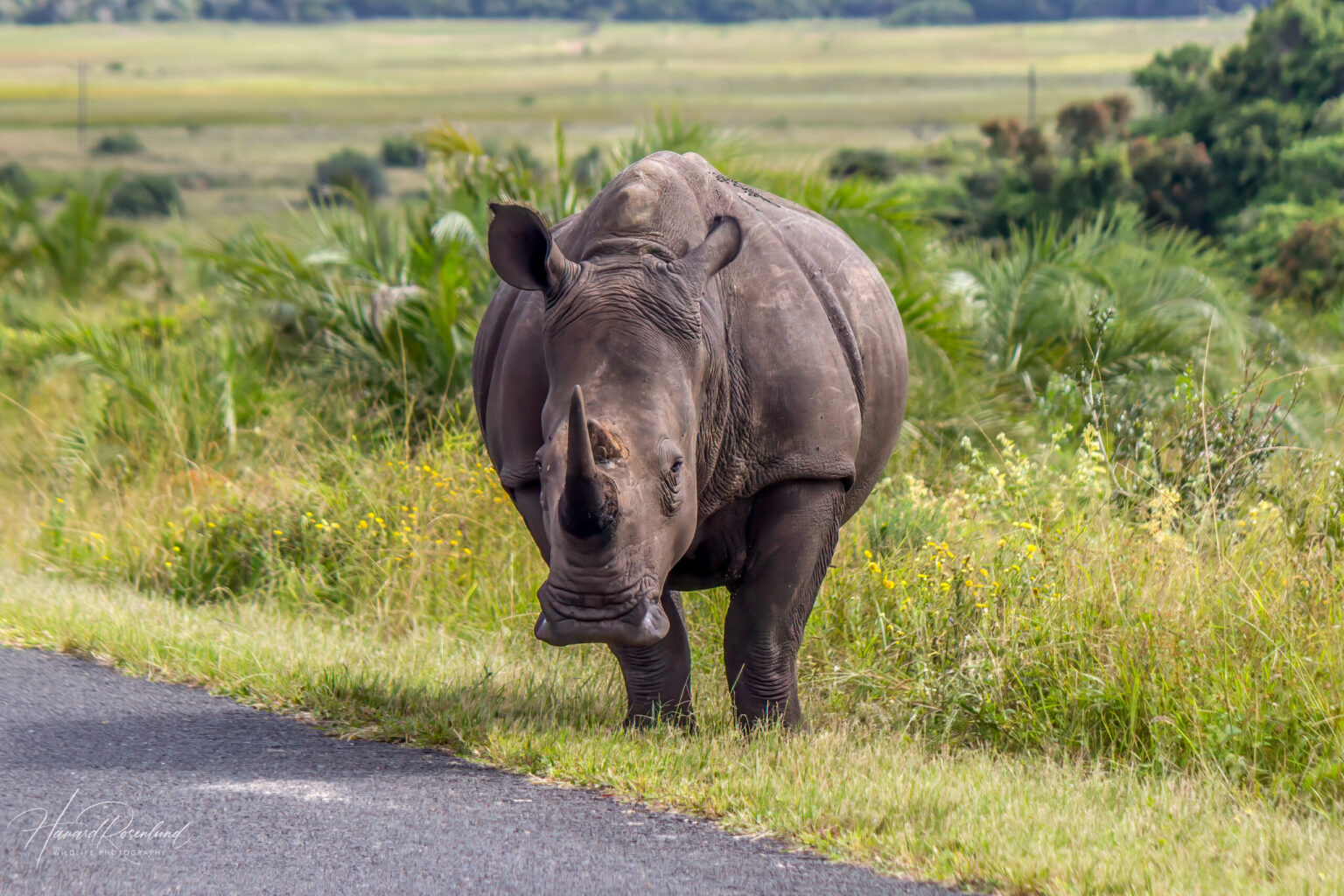 White Rhinoceros (Ceratotherium simum) @ Eastern Shores - iSimangaliso Wetland Park, South Africa. Photo: Håvard Rosenlund