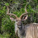 Stor Kudu (Tragelaphus strepsiceros) @ Eastern Shores - iSimangaliso Wetland Park, Sør-Afrika. Foto: Håvard Rosenlund