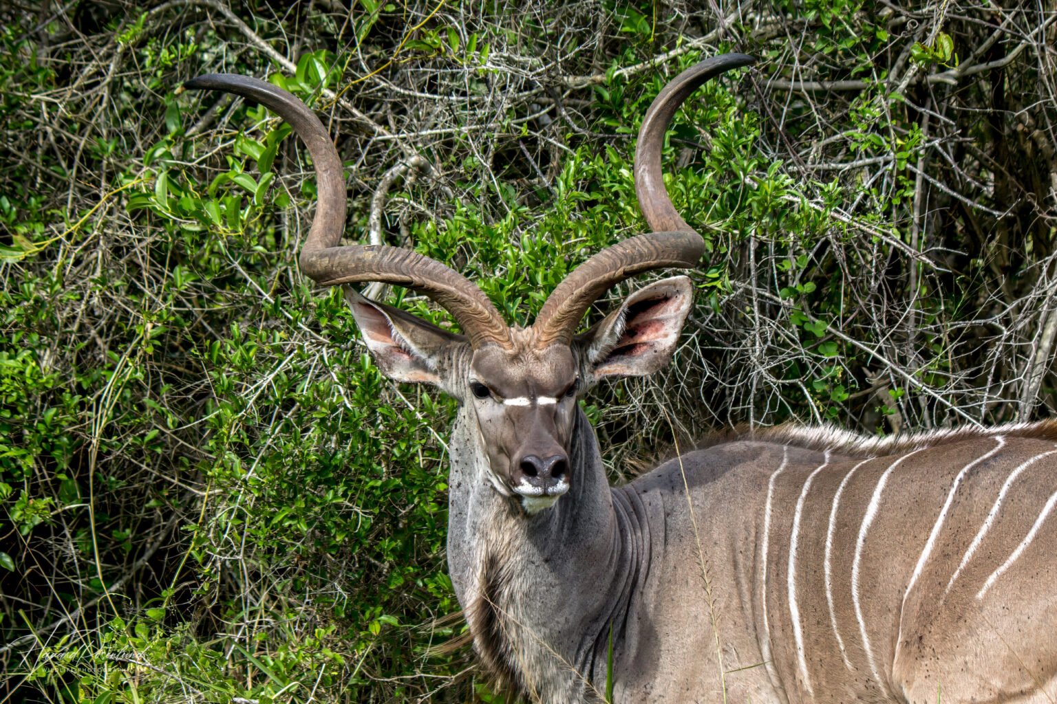 Stor Kudu (Tragelaphus strepsiceros) @ Eastern Shores - iSimangaliso Wetland Park, Sør-Afrika. Foto: Håvard Rosenlund
