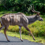 Stor Kudu (Tragelaphus strepsiceros) @ Eastern Shores - iSimangaliso Wetland Park, Sør-Afrika. Foto: Håvard Rosenlund