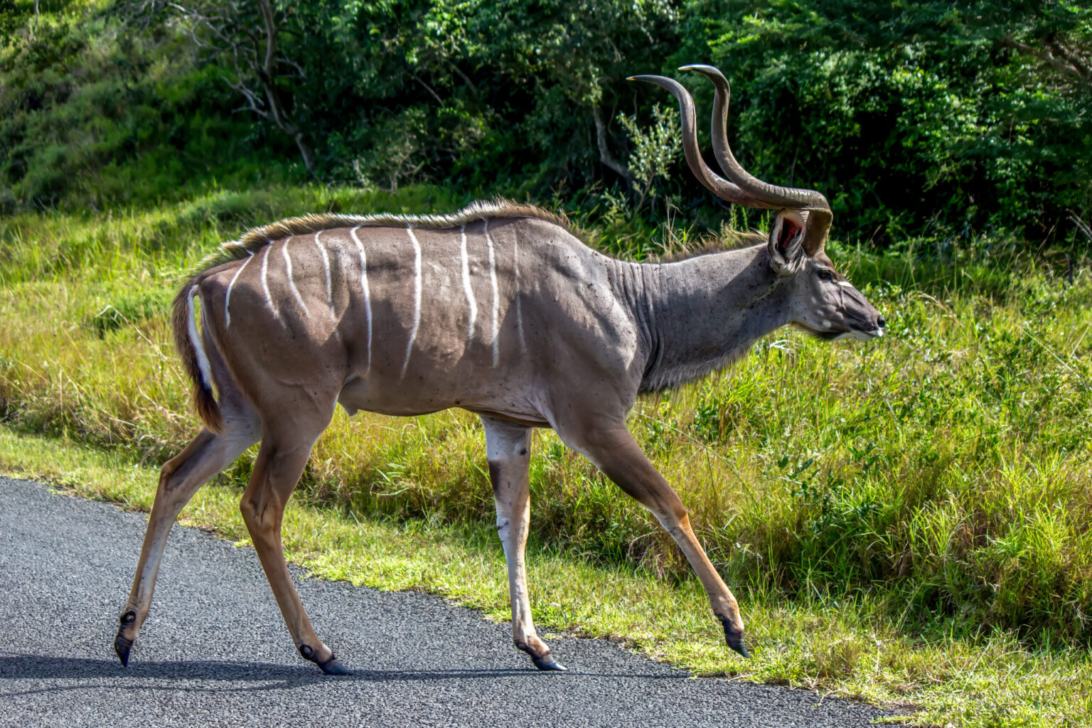 Stor Kudu (Tragelaphus strepsiceros) @ Eastern Shores - iSimangaliso Wetland Park, Sør-Afrika. Foto: Håvard Rosenlund