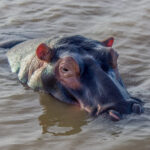 Hippopotamus (Hippopotamus amphibius) @ St Lucia Estuary, South Africa. Photo: Håvard Rosenlund