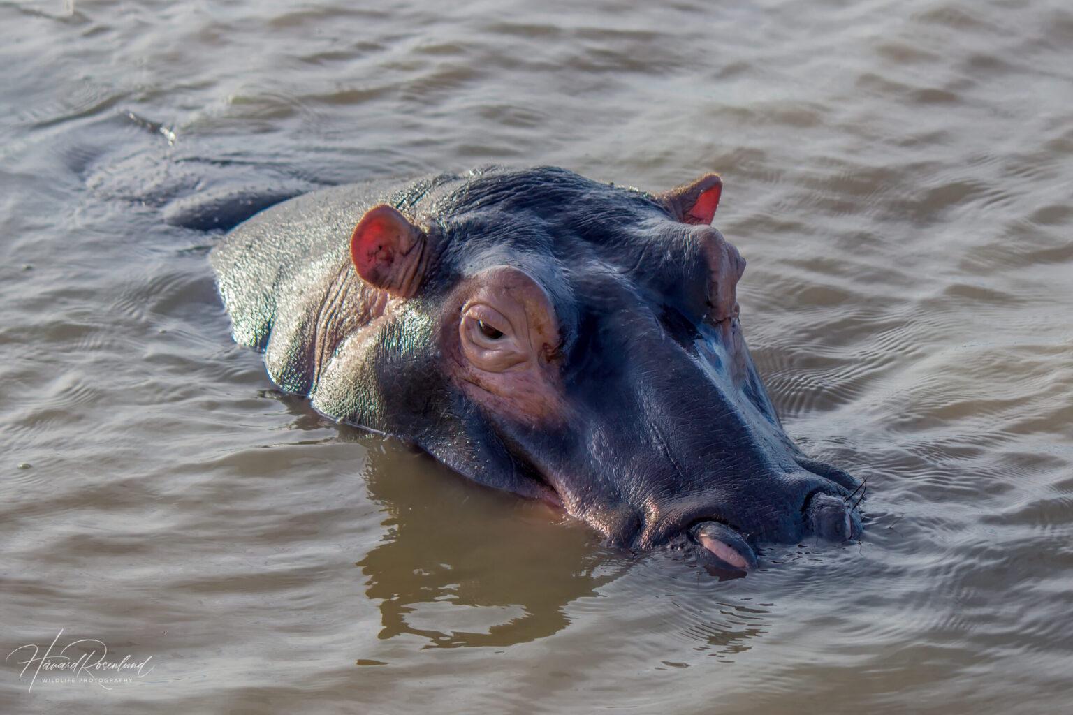 Hippopotamus (Hippopotamus amphibius) @ St Lucia Estuary, South Africa. Photo: Håvard Rosenlund