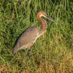 Goliath Heron (Ardea goliath) @ St Lucia Estuary, South Africa. Photo: Håvard Rosenlund