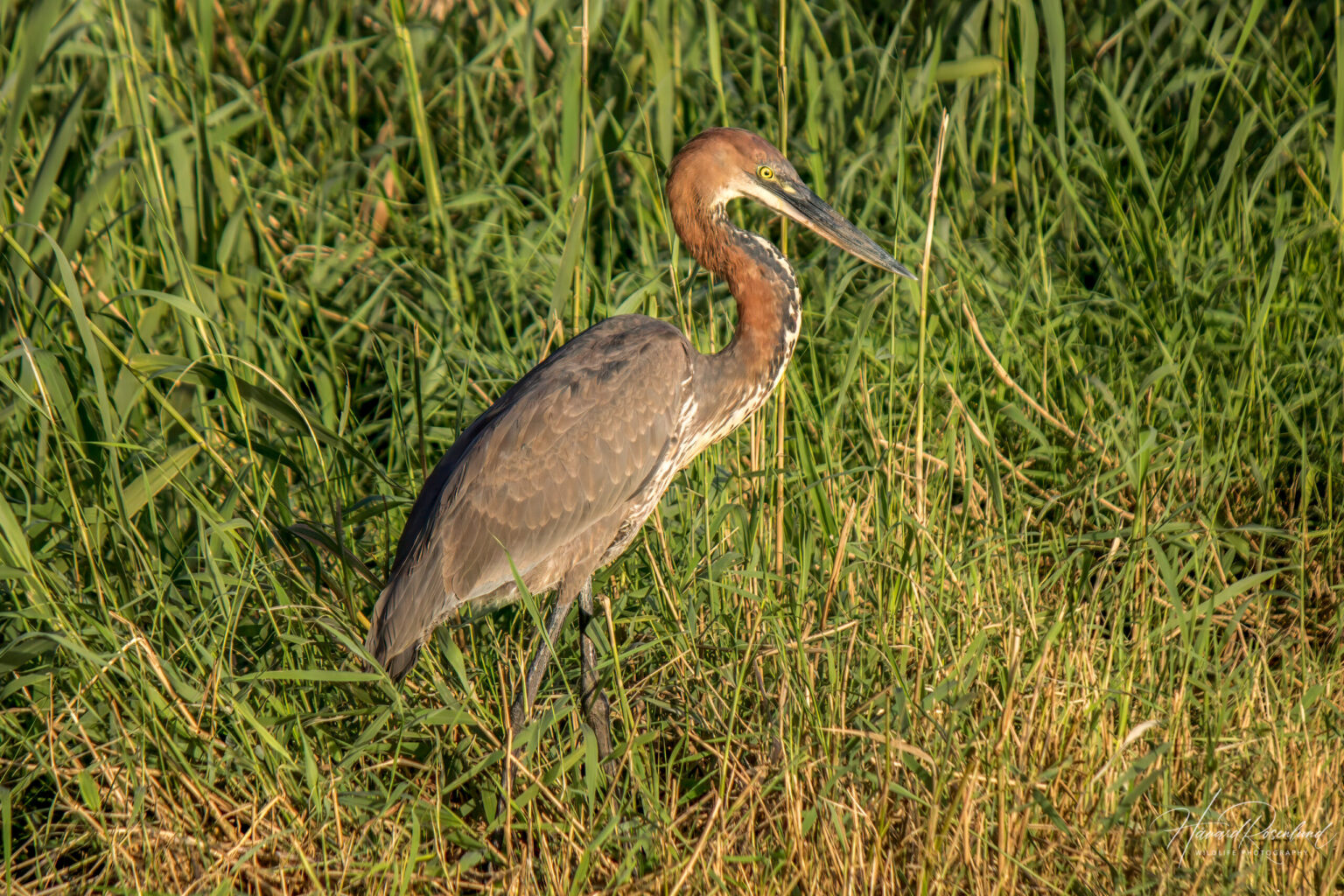 Goliath Heron (Ardea goliath) @ St Lucia Estuary, South Africa. Photo: Håvard Rosenlund