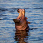 Hippopotamus (Hippopotamus amphibius) @ St Lucia Estuary, South Africa. Photo: Håvard Rosenlund