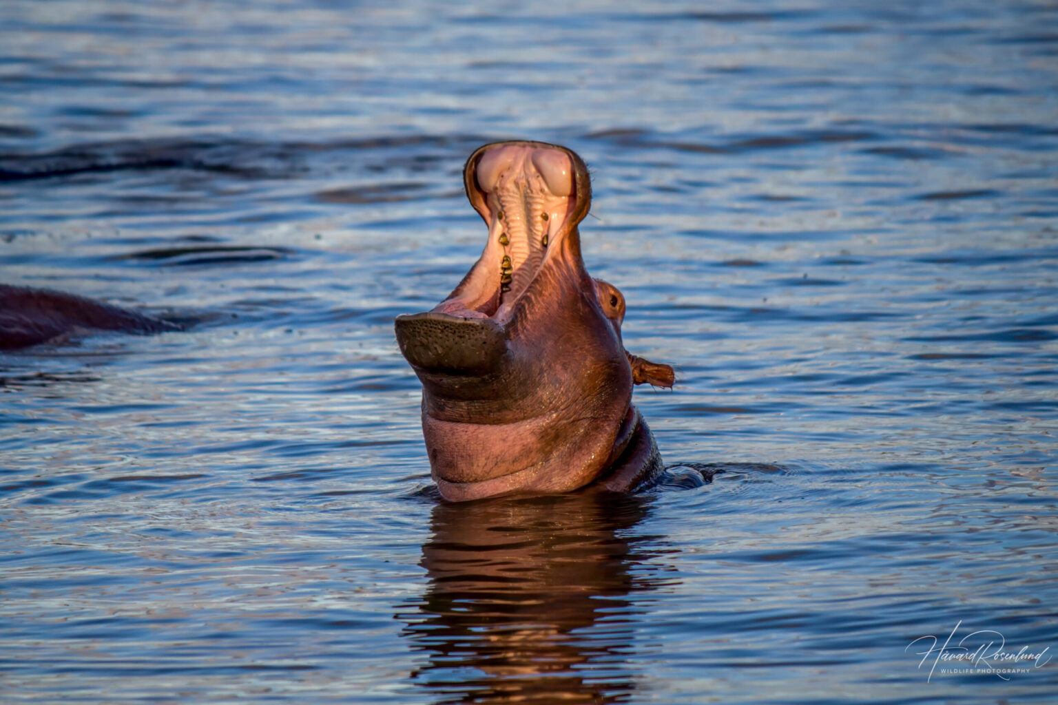 Hippopotamus (Hippopotamus amphibius) @ St Lucia Estuary, South Africa. Photo: Håvard Rosenlund