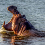 Hippopotamus (Hippopotamus amphibius) @ St Lucia Estuary, South Africa. Photo: Håvard Rosenlund