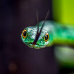 Spotted Bush Snake (Philothamnus semivariegatus) @ Thanda Private Game Reserve, South Africa. Photo: Håvard Rosenlund