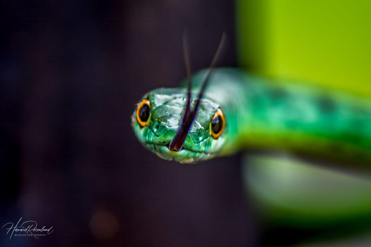 Spotted Bush Snake (Philothamnus semivariegatus) @ Thanda Private Game Reserve, South Africa. Photo: Håvard Rosenlund