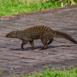 Banded Mongoose (Mungos mungo) @ St Lucia Estuary, South Africa. Photo: Håvard Rosenlund