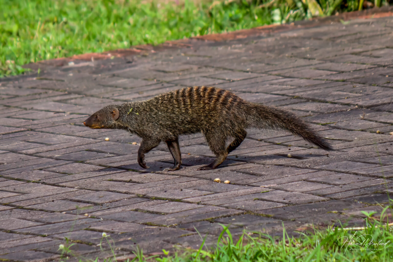 Banded Mongoose (Mungos mungo) @ St Lucia Estuary, South Africa. Photo: Håvard Rosenlund