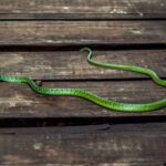 Spotted Bush Snake (Philothamnus semivariegatus) @ Thanda Private Game Reserve, South Africa. Photo: Håvard Rosenlund