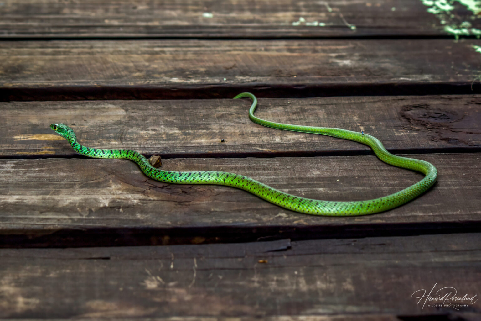 Spotted Bush Snake (Philothamnus semivariegatus) @ Thanda Private Game Reserve, South Africa. Photo: Håvard Rosenlund