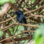 Square-tailed Drongo (Dicrurus ludwigii) @ Tembe Elephant Park, South Africa. Photo: Håvard Rosenlund