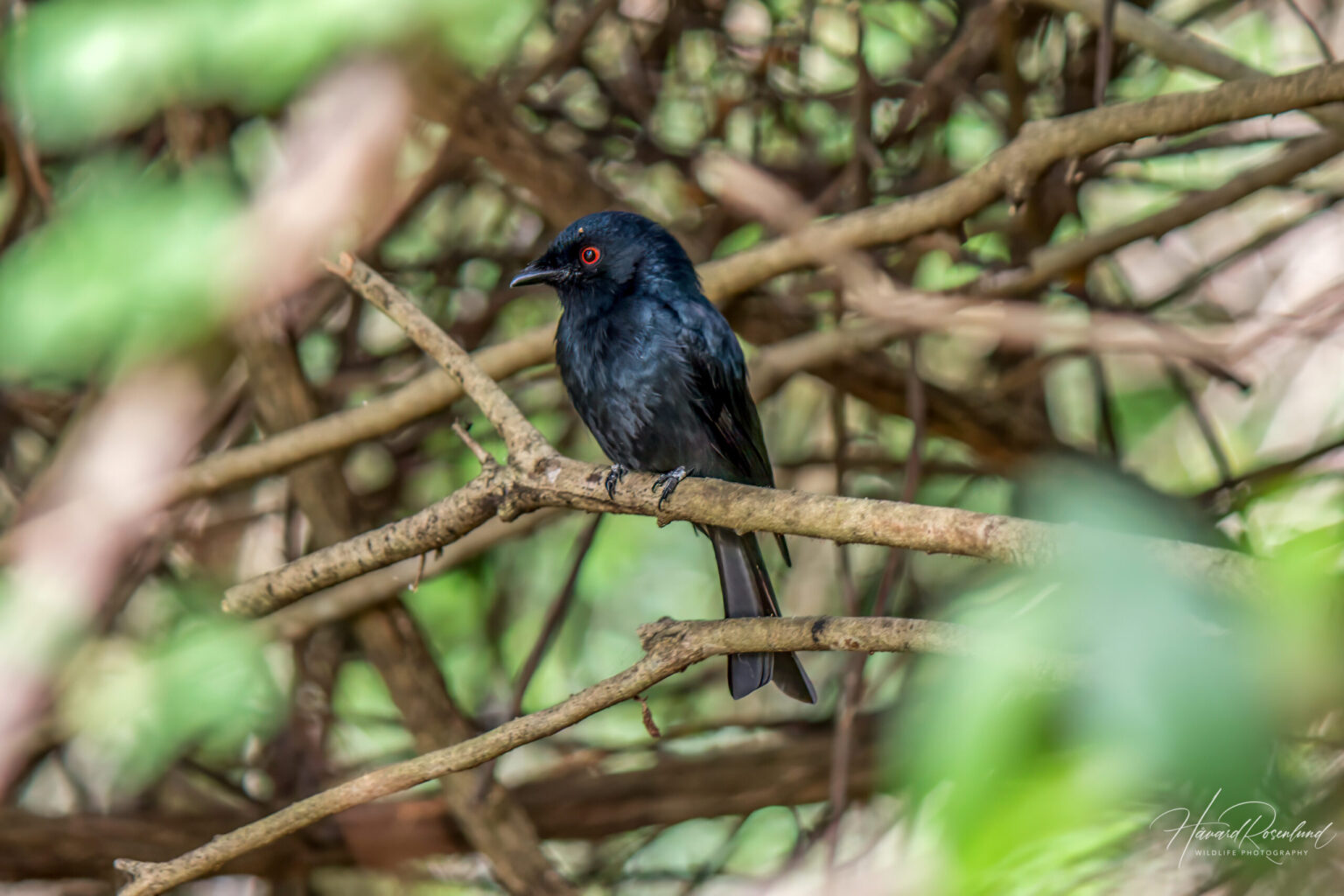 Square-tailed Drongo (Dicrurus ludwigii) @ Tembe Elephant Park, South Africa. Photo: Håvard Rosenlund