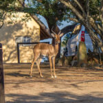 Impala (Aepyceros melampus) @ Hluhluwe-iMfolozi Park, Sør-Afrika. Foto: Håvard Rosenlund
