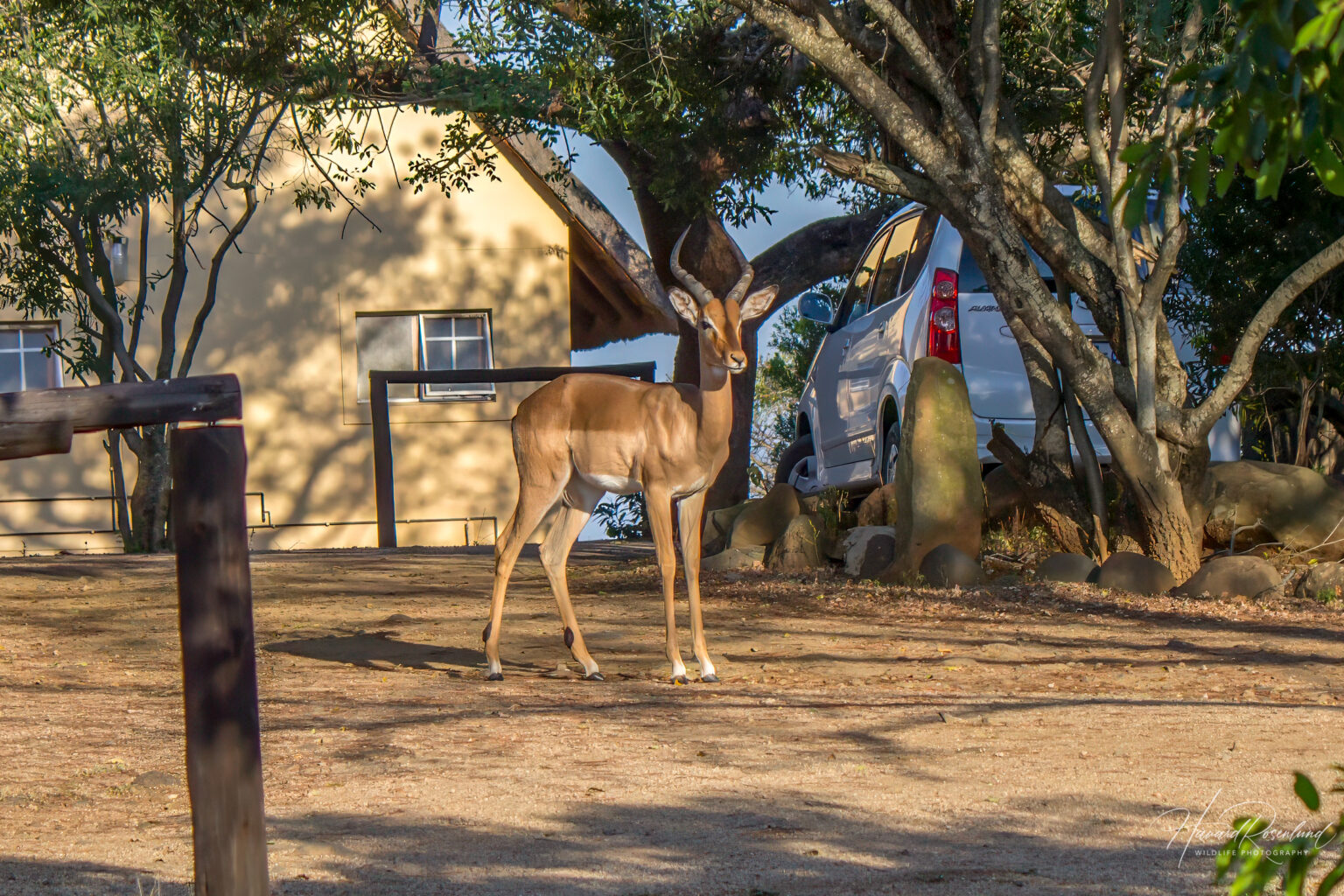 Impala (Aepyceros melampus) @ Hluhluwe-iMfolozi Park, Sør-Afrika. Foto: Håvard Rosenlund