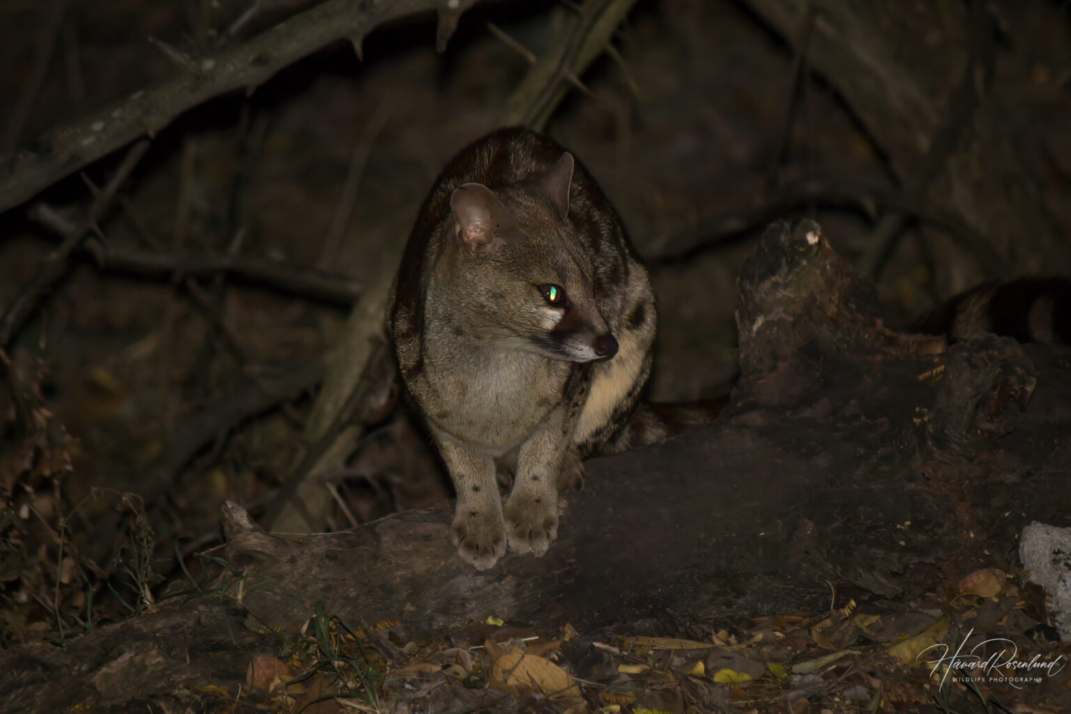 Skoggenett (Genetta fieldiana) @ Hluhluwe-iMfolozi Park, Sør-Afrika. Foto: Håvard Rosenlund