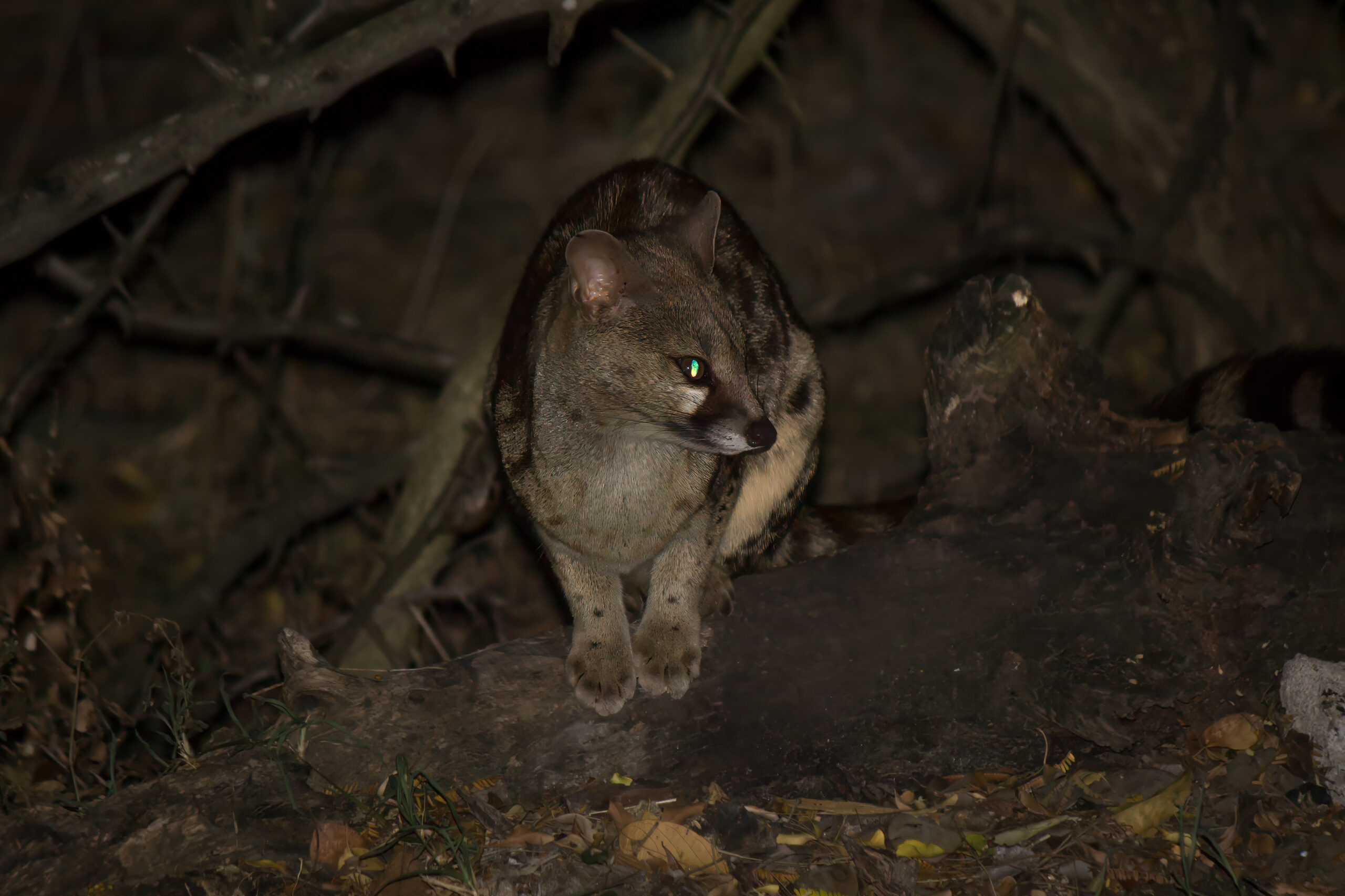 Rusty-spotted Genet (Genetta maculata) @ Hluhluwe-iMfolozi Park, South Africa. Photo: Håvard Rosenlund