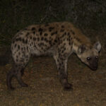 Spotted Hyena (Crocuta crocuta) @ Hluhluwe-iMfolozi Park, South Africa. Photo: Håvard Rosenlund
