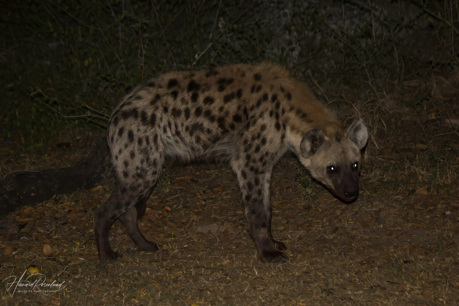 Spotted Hyena (Crocuta crocuta) @ Hluhluwe-iMfolozi Park, South Africa. Photo: Håvard Rosenlund