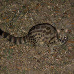 Skoggenett (Genetta fieldiana) @ Hluhluwe-iMfolozi Park, Sør-Afrika. Foto: Håvard Rosenlund