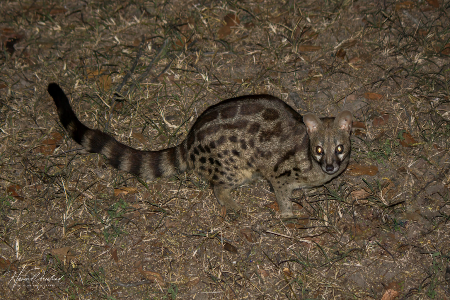 Skoggenett (Genetta fieldiana) @ Hluhluwe-iMfolozi Park, Sør-Afrika. Foto: Håvard Rosenlund