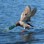 Mallard (Anas platyrhynchos) @ Østensjøvannet, Oslo, Norway. Photo: Håvard Rosenlund