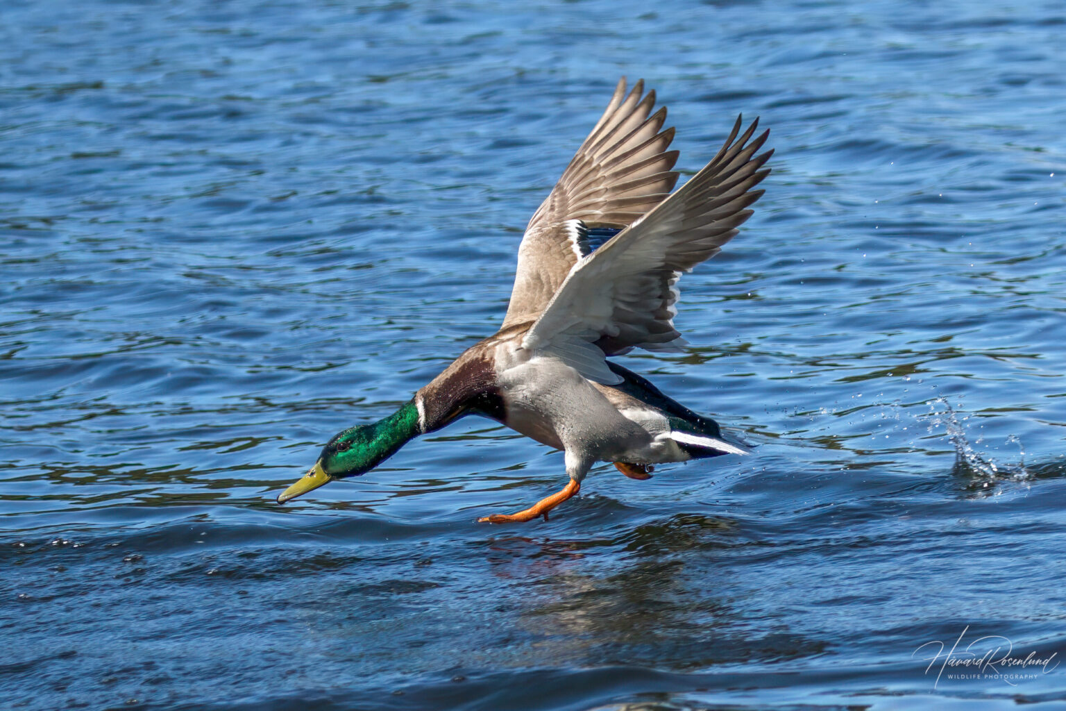 Mallard (Anas platyrhynchos) @ Østensjøvannet, Oslo, Norway. Photo: Håvard Rosenlund