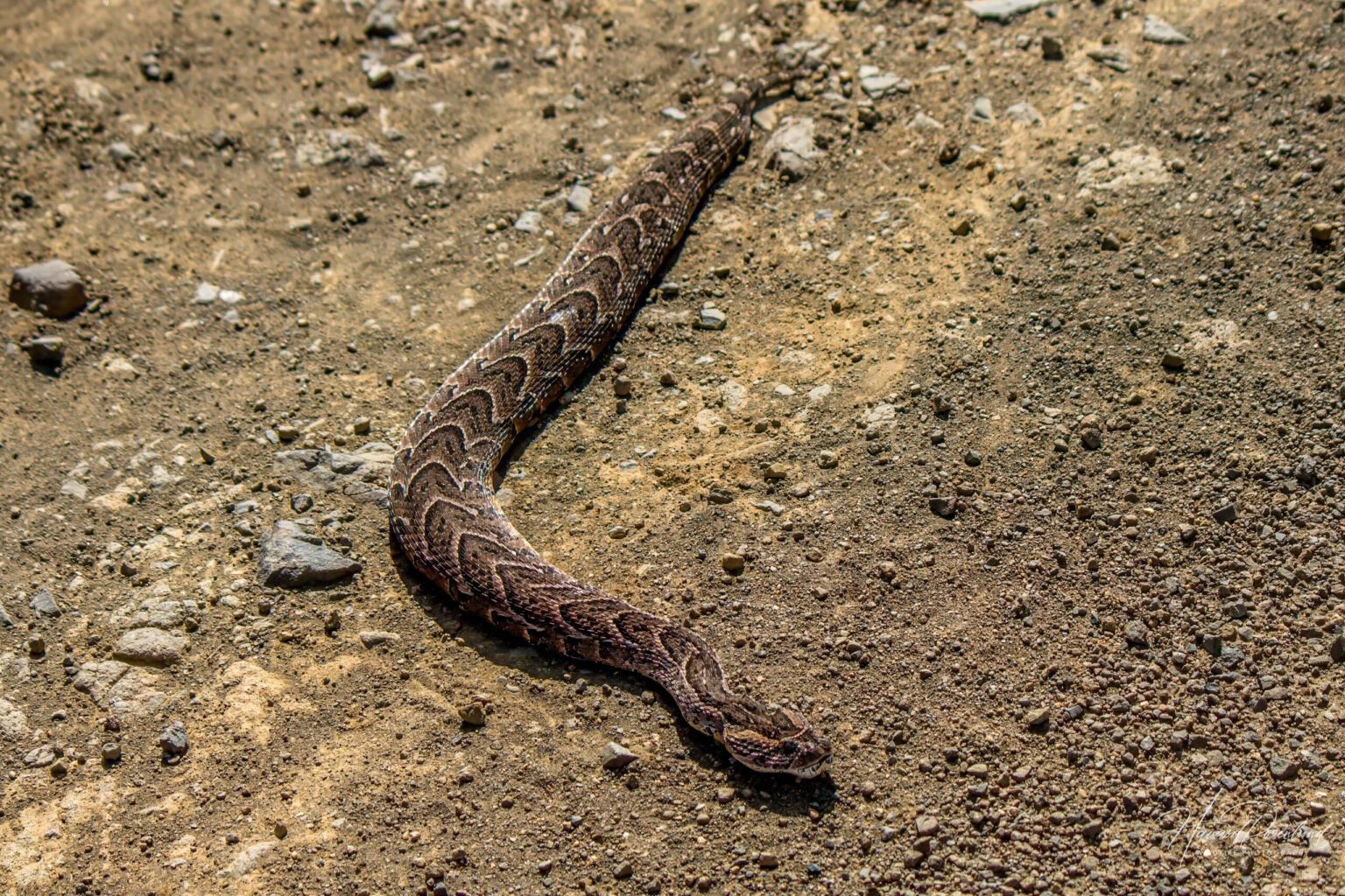 Hvesehoggorm (Bitis arietans) @ Thanda Private Game Reserve, Sør-Afrika. Foto: Håvard Rosenlund