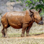 White Rhinoceros (Ceratotherium simum) @ Hluhluwe-iMfolozi Park, South Africa. Photo: Håvard Rosenlund