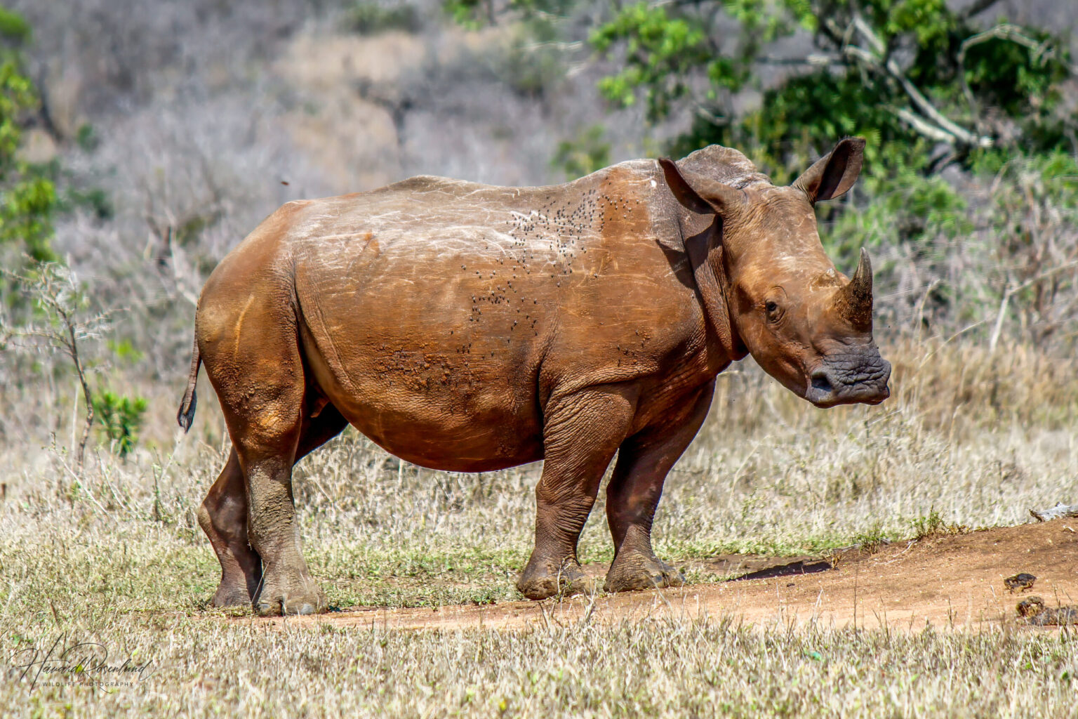 White Rhinoceros (Ceratotherium simum) @ Hluhluwe-iMfolozi Park, South Africa. Photo: Håvard Rosenlund