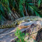 Nile Crocodile (Crocodylus niloticus) @ Hluhluwe-iMfolozi Park, South Africa. Photo: Håvard Rosenlund
