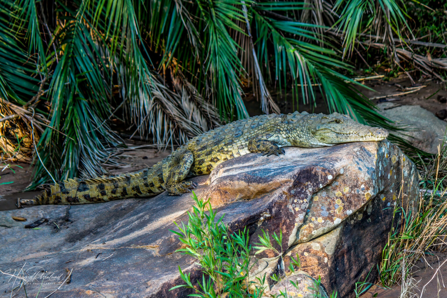 Nile Crocodile (Crocodylus niloticus) @ Hluhluwe-iMfolozi Park, South Africa. Photo: Håvard Rosenlund