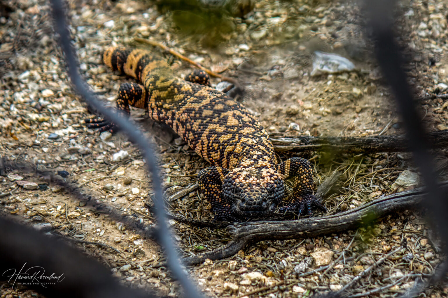 Gilaøgle (Heloderma suspectum) @ Sonoraørkenen, Arizona, USA. Foto: Håvard Rosenlund