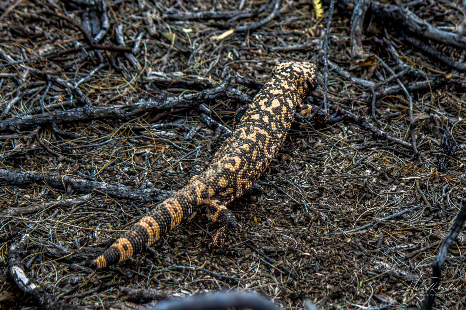 Gilaøgle (Heloderma suspectum) @ Sonoraørkenen, Arizona, USA. Foto: Håvard Rosenlund