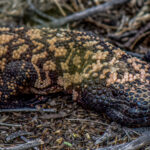 Gilaøgle (Heloderma suspectum) @ Sonoraørkenen, Arizona, USA. Foto: Håvard Rosenlund